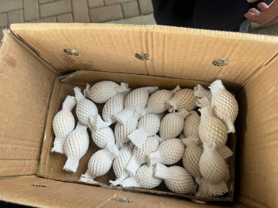 Receita Federal apreende 32 ovos de aves nativas transportados clandestinamente em ônibus